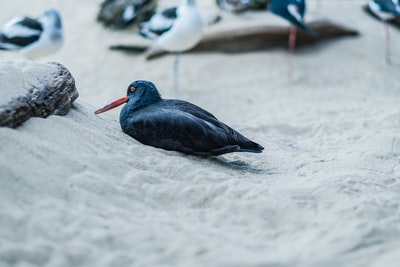 Blackbird shallow focal photos
